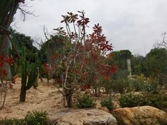 -东莞植物园
