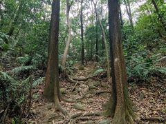 -火炉山森林公园