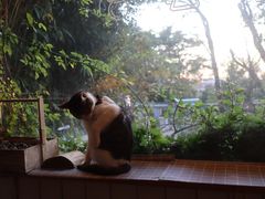 -海边的猫和咖啡馆