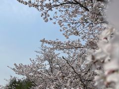 -顾村公园