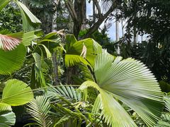 -新加坡植物园
