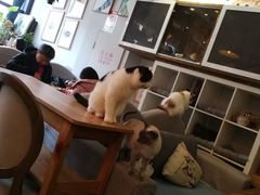 大堂-吉丁鸟咖·异宠·寄养