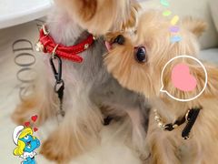 -宠爱多约克夏马尔济斯泰迪小型犬专卖