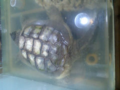 android_upload_pic-上海大自然野生昆虫馆