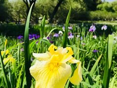 -上海共青森林公园