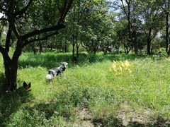-两河城市森林公园