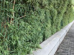-西苑公园