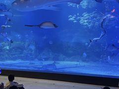 -烟台海昌鲸鲨海洋公园