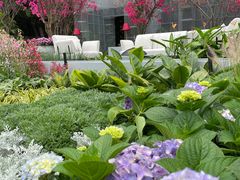 -深圳仙湖植物园