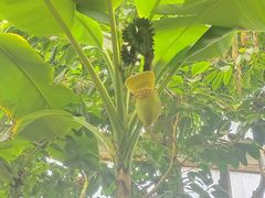 -石家庄市植物园