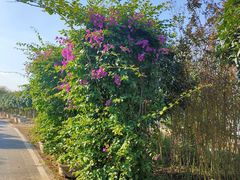 -武汉紫薇都市田园