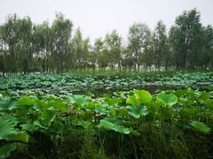 -东郊湿地公园
