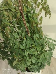 -HEYAN荷妍专业脱毛连锁机构