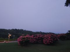 -深圳湾公园(南山区)