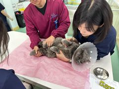 -北京观赏动物医院·24小时大型综合·猫专科·异宠专科
