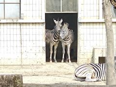 -成都动物园