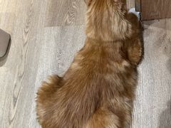 -MOCHA明星猫咖(田子坊店)