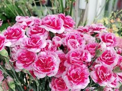 -FEI FEI FLOWER鲜花店·气球派对·宝宝宴布置(虹口德必运动Loft店)