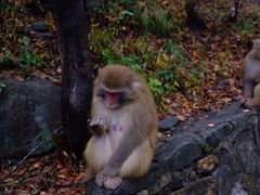-神农山景区