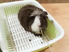 -藦茜花园宠物主题亲子互动体验馆(国顺东路店)