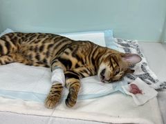 -达爱动物医院·犬猫分区·CT·复杂眼科(远洋山水分院)