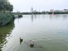 -莲花池公园