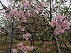 -天适樱花悠乐园