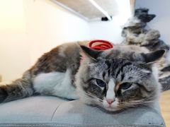 -白兔子密室(长寿路店)