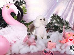 -超宠爱宠物摄影-Super pet