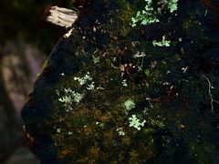 -云南屏边大围山国家公园