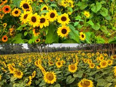 -汉长安城未央宫国家考古遗址公园