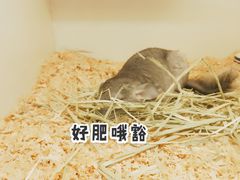 -龙猫仔乐园(惠福东路店)