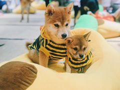 -逗柴咖啡屋·狗咖猫咖宠物桌游