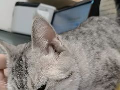 -宠福鑫康馨动物医院·骨科·眼科