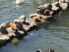 -新疆天山野生动物园