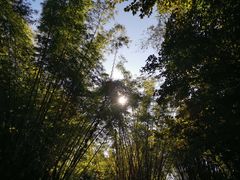 -云南勐巴娜西珍奇园