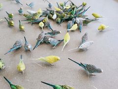-昆明大悦城未来动物城(螺蛳湾中心店)