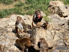 -北京野生动物园