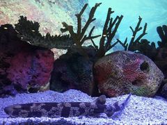 -上海海洋水族馆