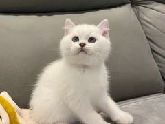 -客栈猫舍(中央北路店)