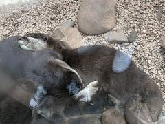 -昆明动物园