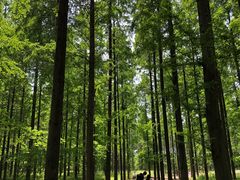 -黄海国家森林公园