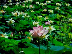 -莲花池公园