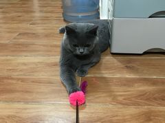 -萌兽医馆·犬猫专科·眼科中心·宠物医院(朝阳门分院)