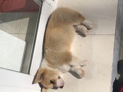 -宠福鑫康馨动物医院·骨科·眼科