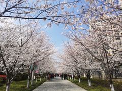 -高东镇樱花园