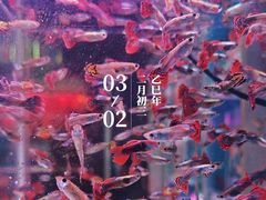 -花鸟鱼虫鲜花绿植市场(玉泉路店)