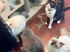 -李小姐の猫咖啡馆(五角场店)
