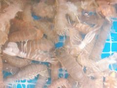 -宾朋海鲜美食特色餐厅·纯手工鲅鱼水饺(兴海路店)