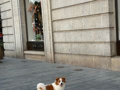-心语宠物医院·急重症转诊中心·瑞辰华诺(南青路店)